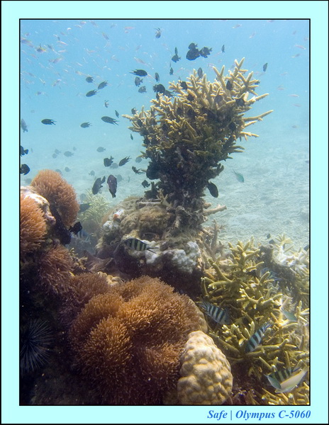 2006 - 07 - Kapas - Plongee 3 - 05